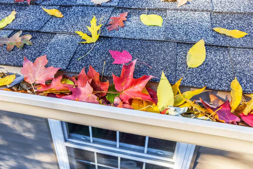 A close-up view of a roof's gutter filled with colorful autumn leaves, including red, yellow, and orange leaves. Some leaves also rest on the shingled roof above the gutter. In the background, there is a window with a white frame.