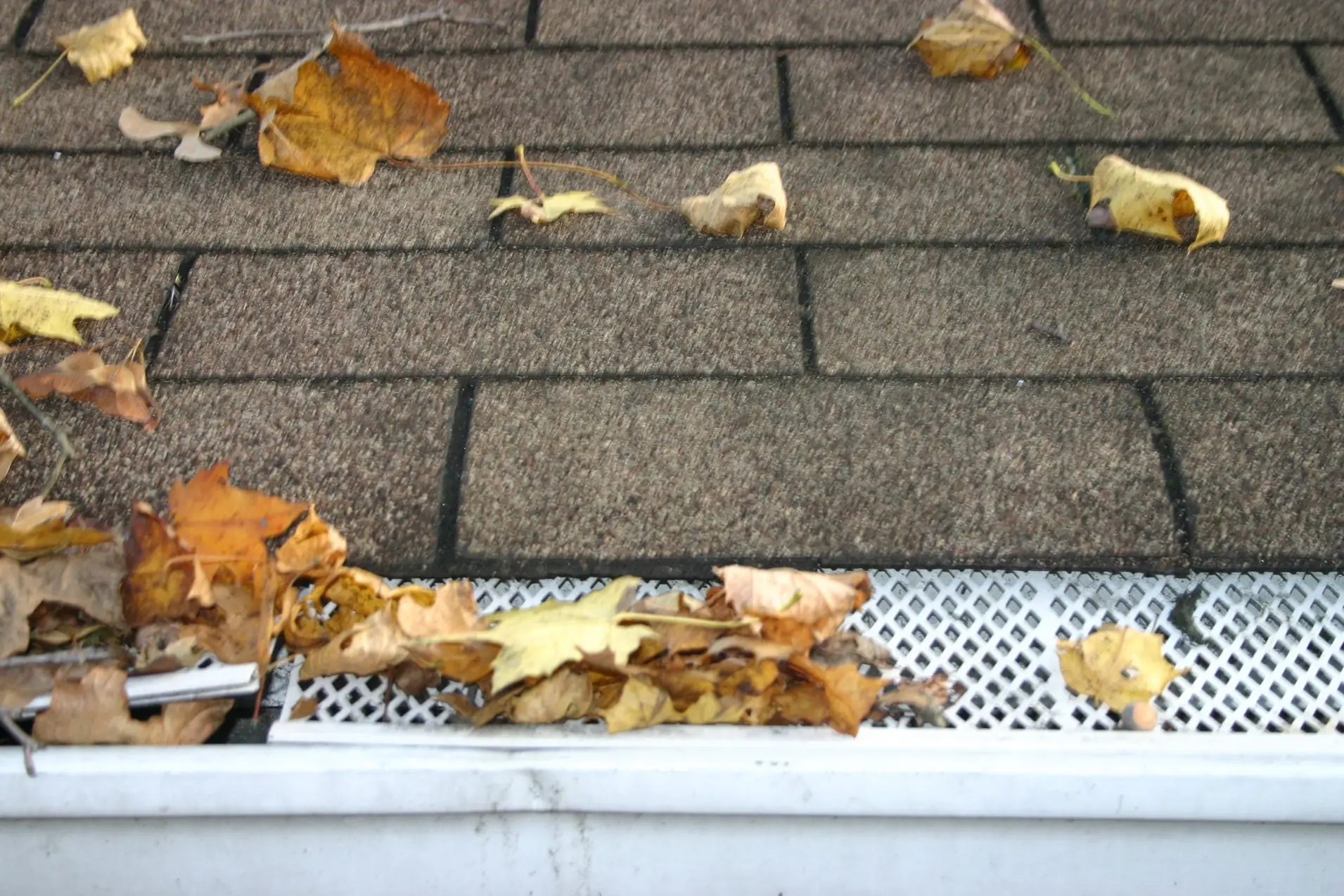 Brown autumn leaves scattered on a shingled roof and gathered on a white mesh gutter guard above a white gutter.
